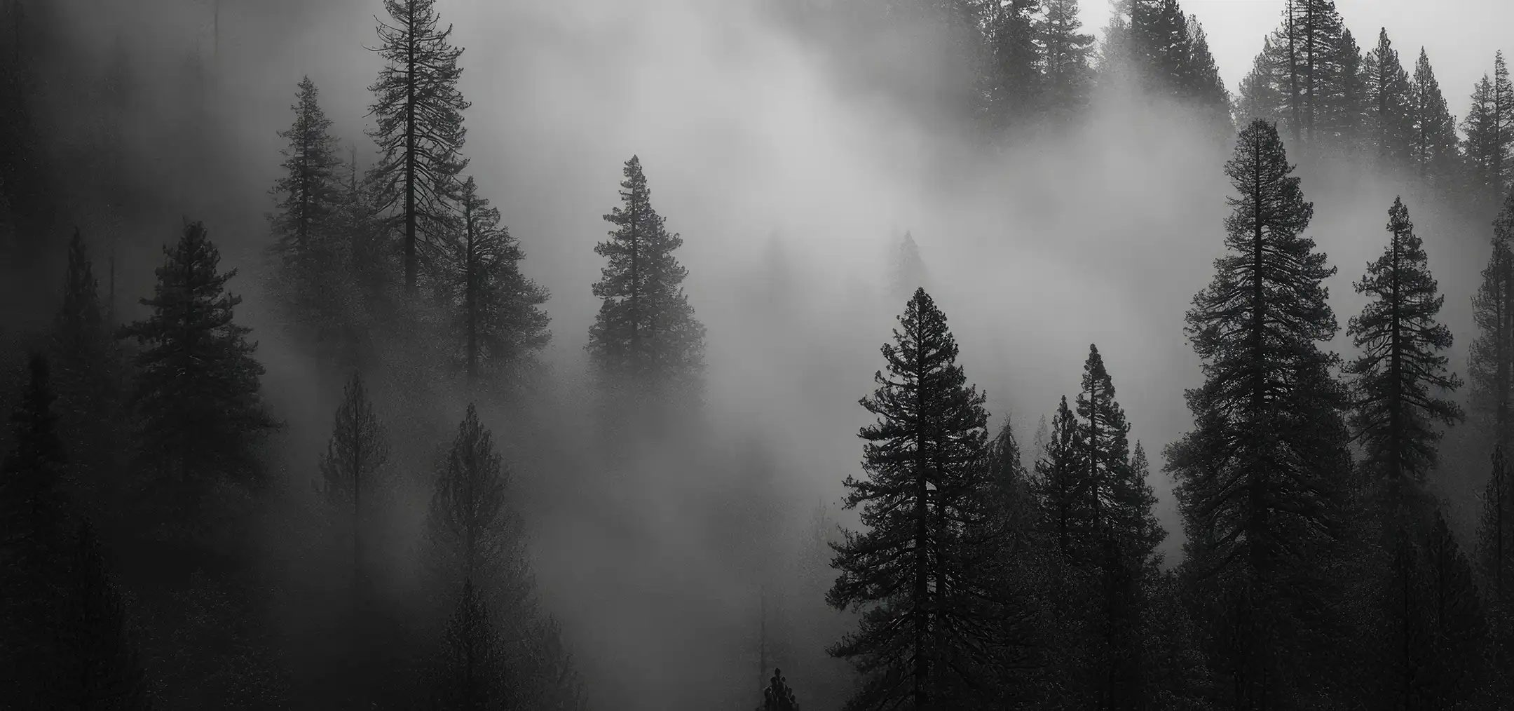 Forest on a cloudy day.