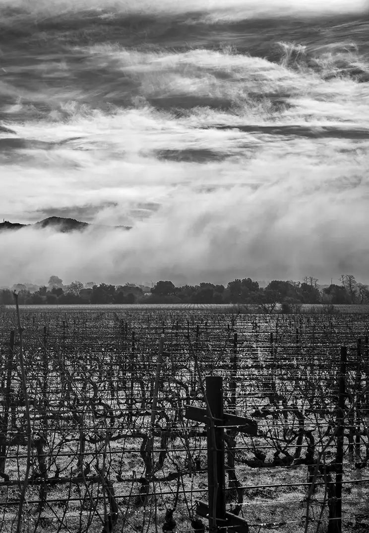 black and white image of Lloyd vineyards