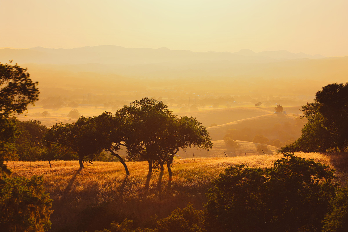 Why California is the Best Place for Wine: From Napa to the North Coast, We’ve Got It All