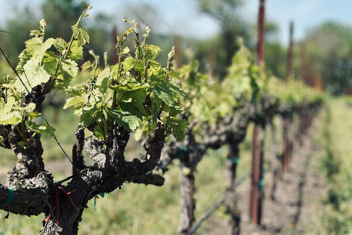 Close up of grape vine.