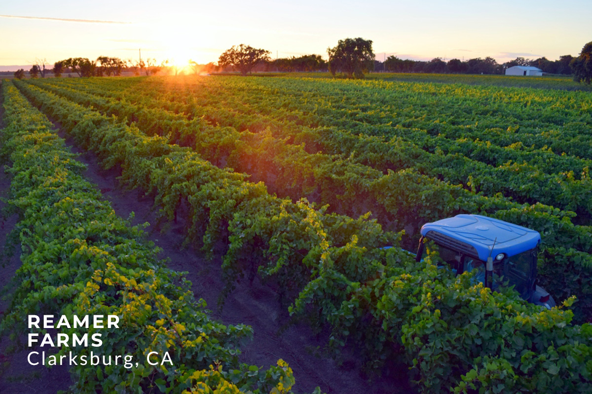 Reamer Farms Clarksburg, California 