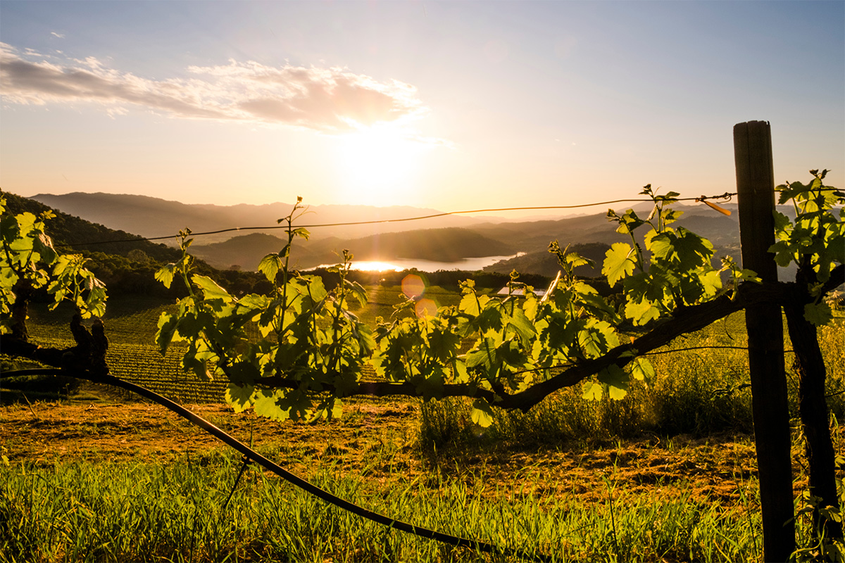 Sun setting over a lush green vineyard.