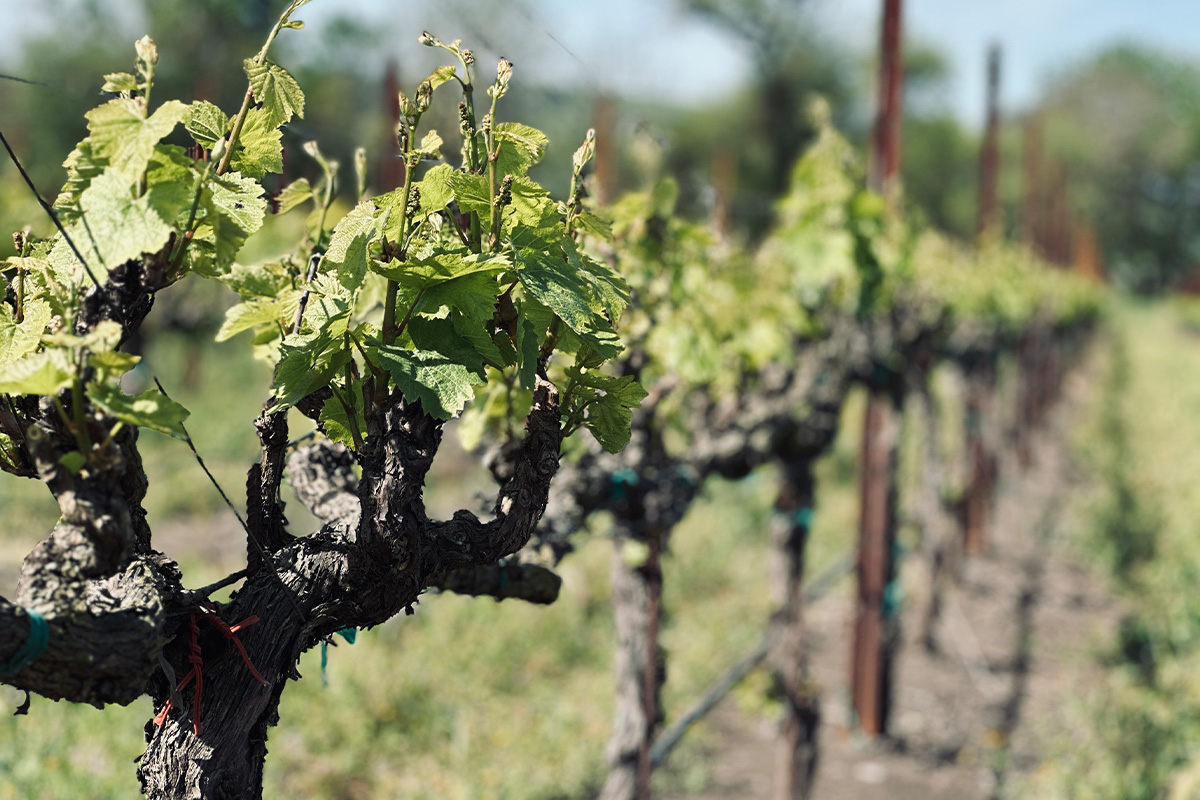 Chardonnay Grape vines, Carneros.