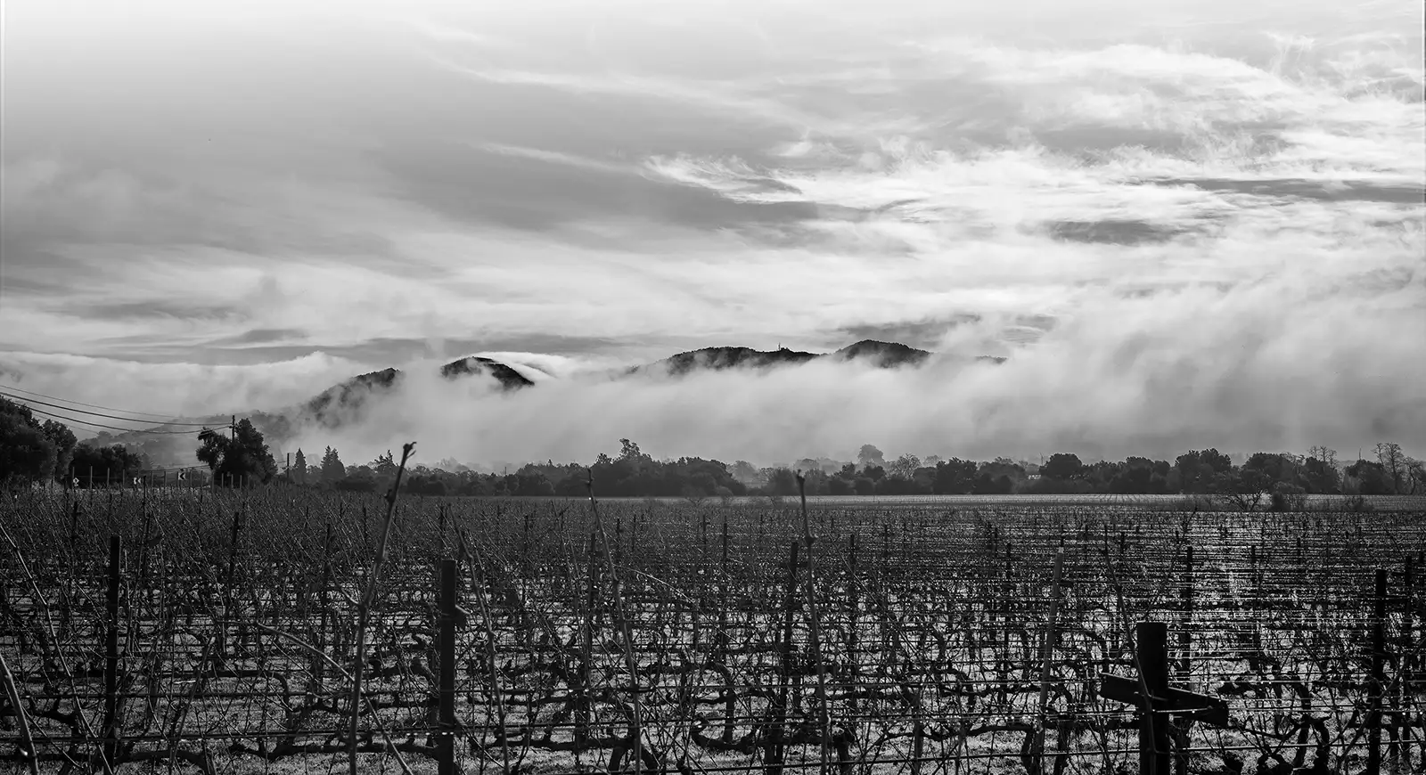 Lloyd Vineyards, black and white image, fade 2