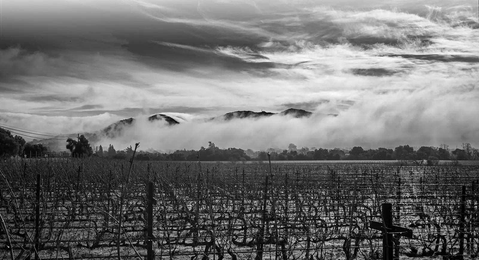 Black and white landscape image of Lloyd Cellars vineyard