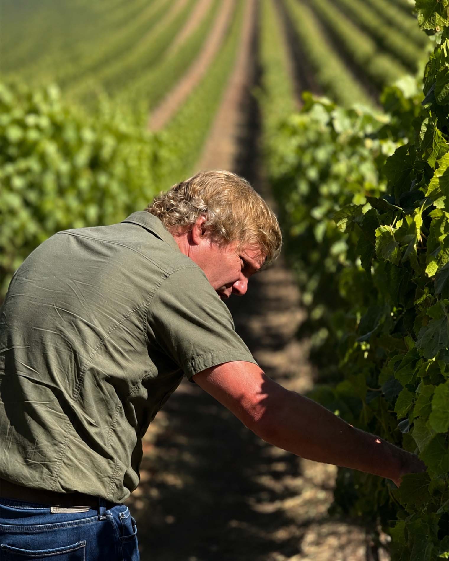 Rob Lloyd checking Pinot Noir at La Viña Vineyard, Sta. Rita Hills