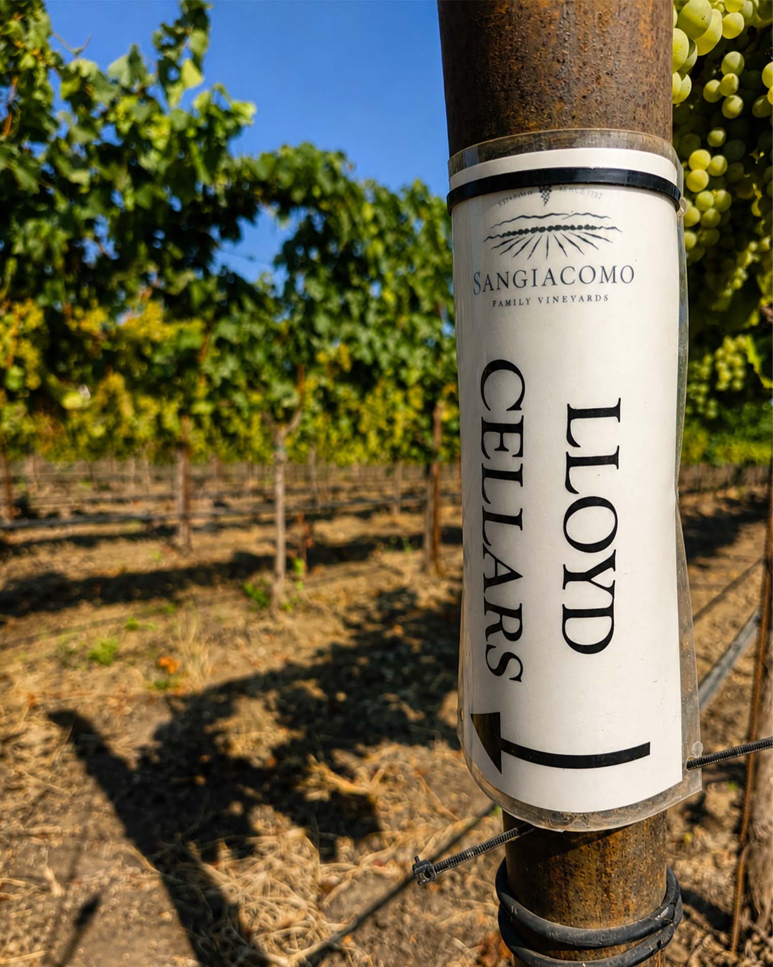 Lloyd Cellars row marker in a Home Ranch Chardonnay block at Sangiacomo Family Vineyards, Carneros
