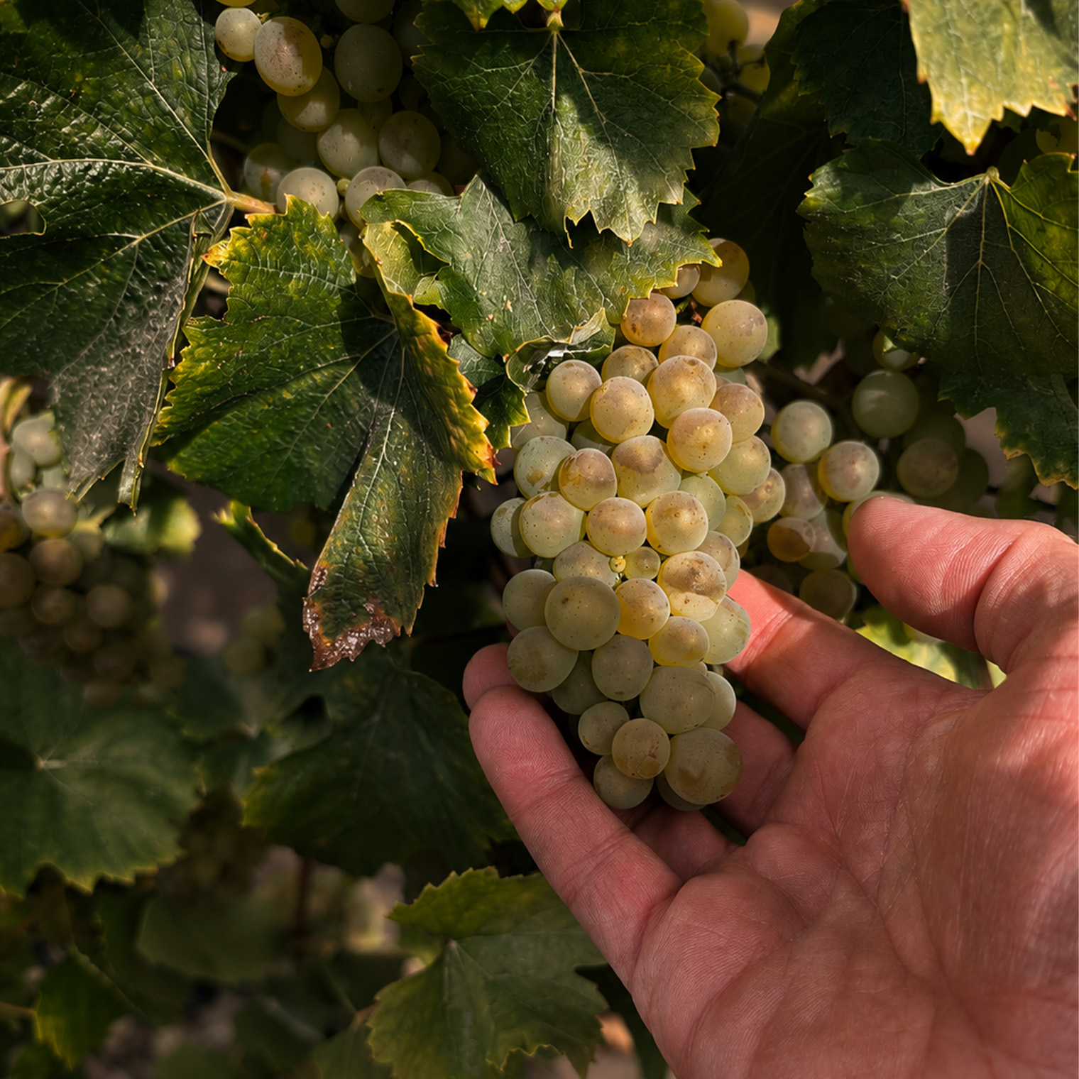 A cluster of Chardonnay held in the Home Ranch block at Sangiacomo, Carneros
