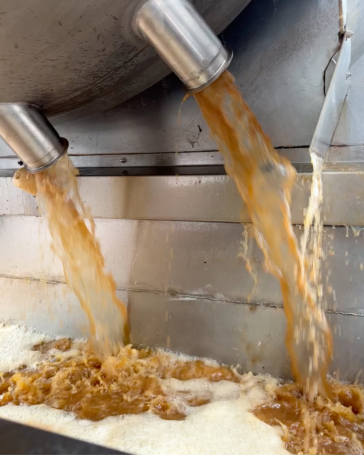 Fresh-pressed Chardonnay juice pouring from the press