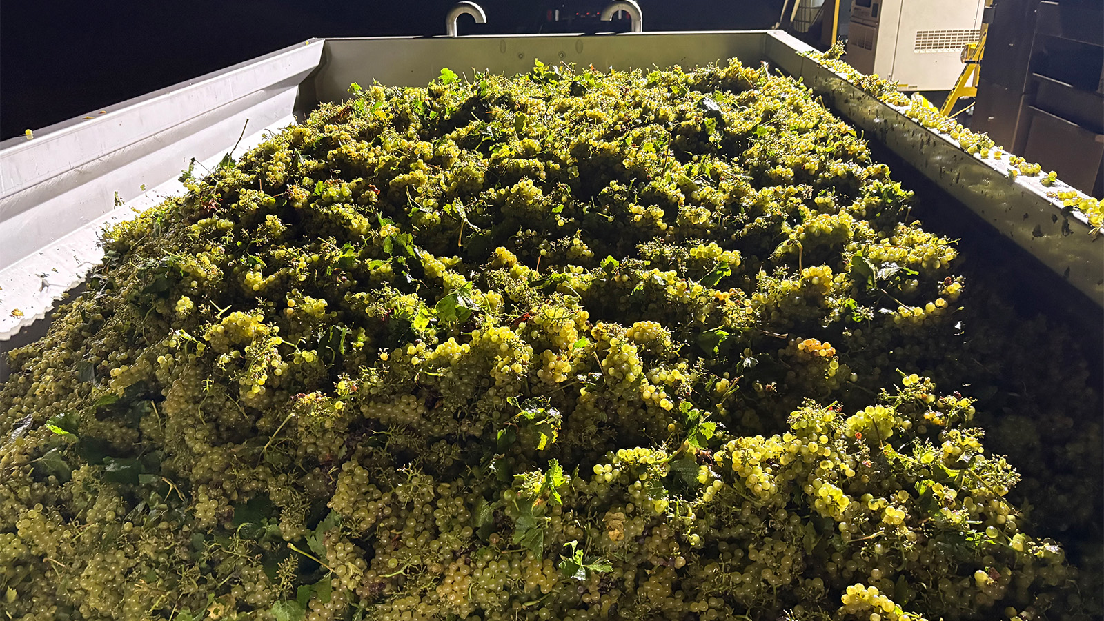 A hopper full of freshly picked Chardonnay at night