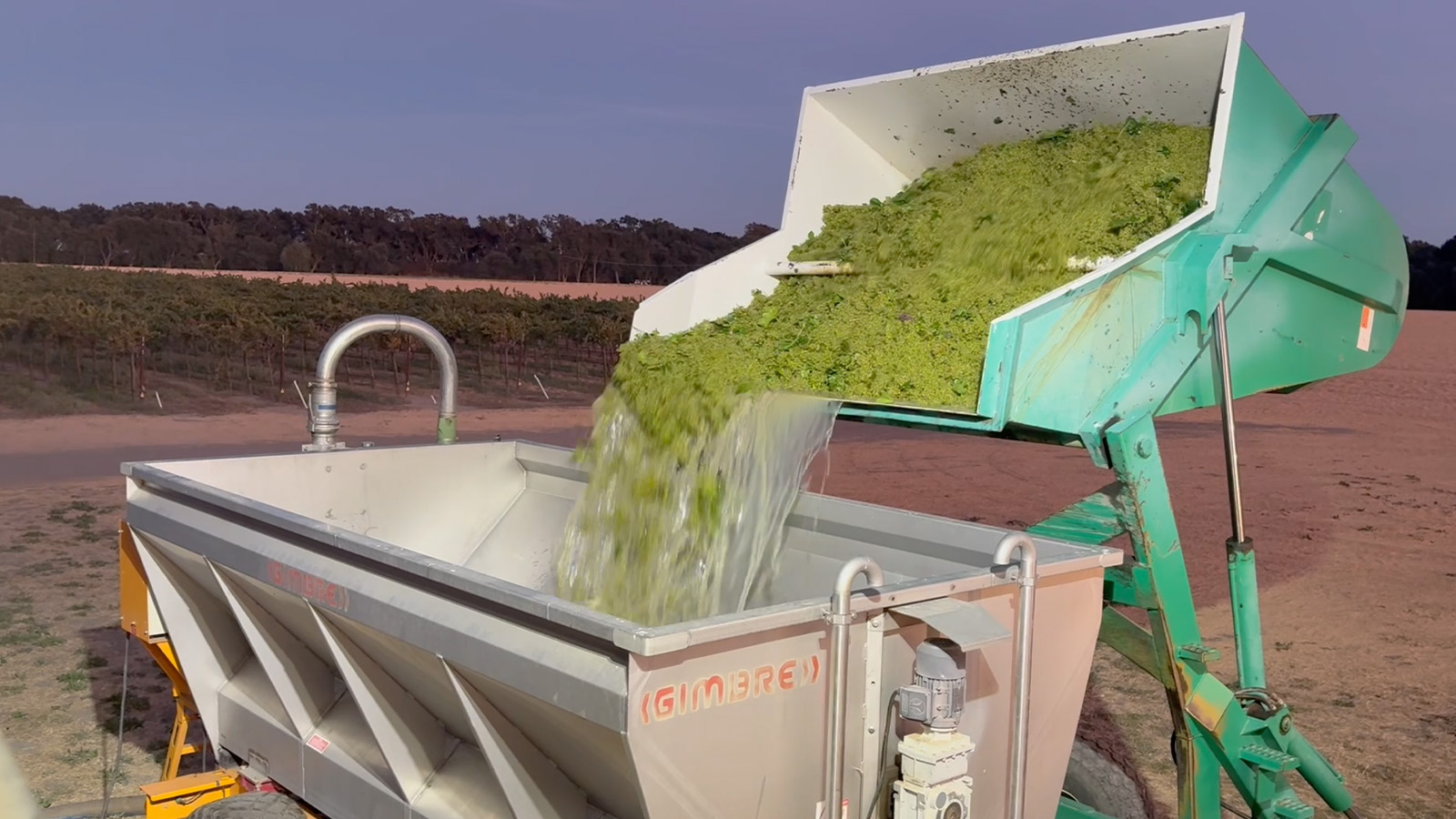 A gondola tipping grapes into the receiving hopper at dusk, Reamer Farms